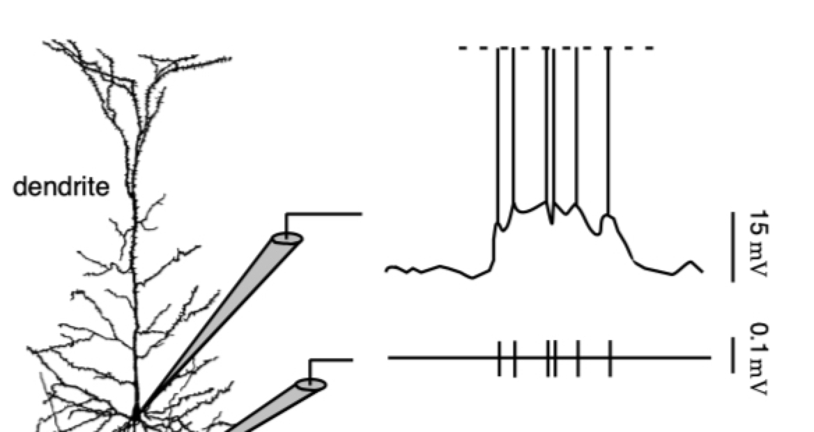 细胞核的探针放置