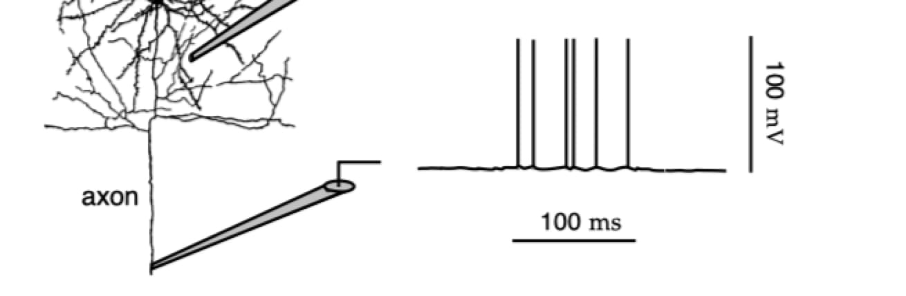轴突的探针放置