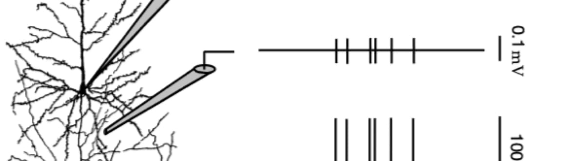 细胞外的探针放置
